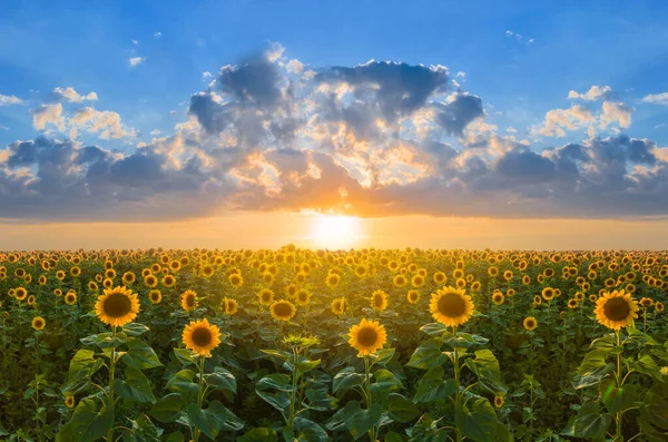 Goldenes Sonnenblumenfeld Bei Sonnenuntergang Schöne Landschaft Landwirtschaftliche Szene — Stockfoto