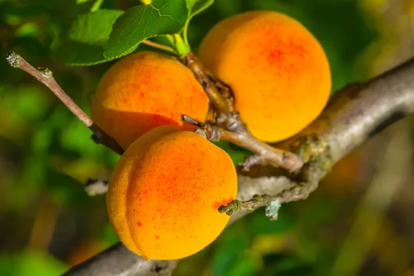 Detailní Dozrávání Meruňky Větvi Stromu — Stock fotografie