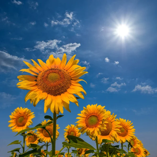 Gouden Zonnebloemenveld Zonnige Zomerdag Landbouwlandschap — Stockfoto