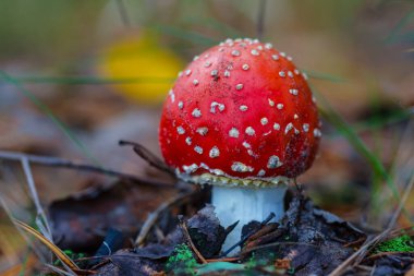 Ormanda yakın plan kırmızı sineklik mantarı, güzel doğal arka plan.
