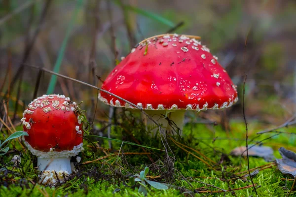 Närbild Röd Flyagarisk Svamp Skogen Vacker Naturlig Utomhus Bakgrund — Stockfoto