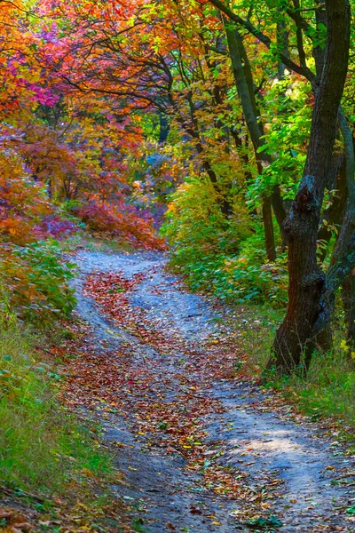 Estrada Terrestre Através Floresta Outono — Fotografia de Stock