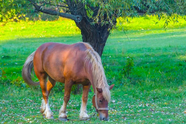 Bruin Paard Grazen Groene Weide Prachtige Landelijke Achtergrond — Stockfoto