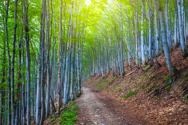 Стрункий Буковий Ліс Схилі Гори Красивий Природний Фон — стокове фото