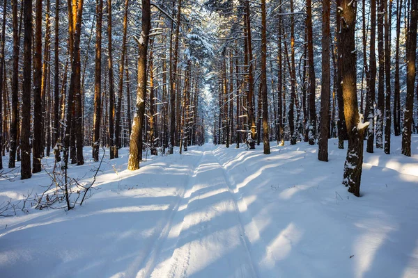 Straße Durch Den Schneebedeckten Kiefernwald — Stockfoto