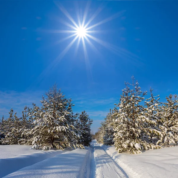 Winter Dennenbos Sneeuw Koude Zonnige Dag Natuurlijke Seizoensgebonden Scène — Stockfoto