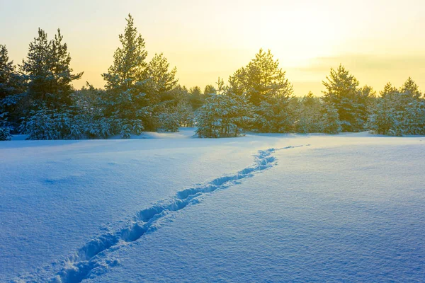 日没時に人間の足跡で雪に覆われた森のグレード 自然の季節の屋外シーン — ストック写真