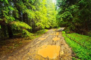 Köknar ağacı ormanında kirli yol