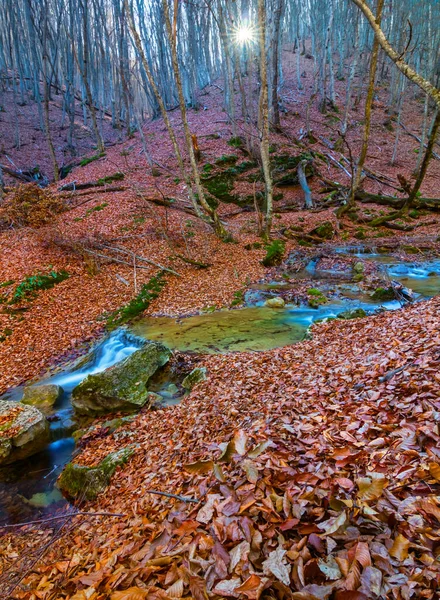 Small Brook Rushing Mountain Canyon Red Dry Leaves Sunny Autumn — Stock Photo, Image