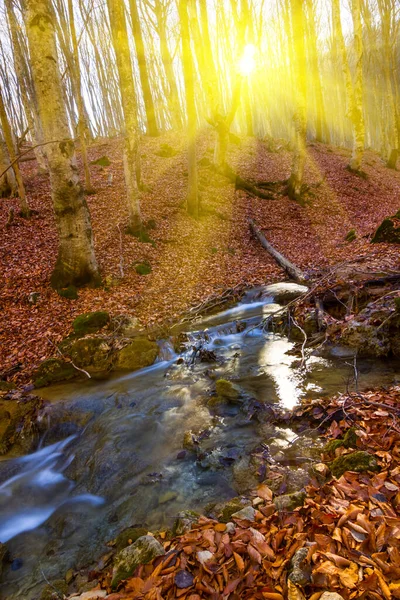 Kleine Beek Stroomt Bergen Canyon Met Rode Droge Bladeren Zonnige — Stockfoto