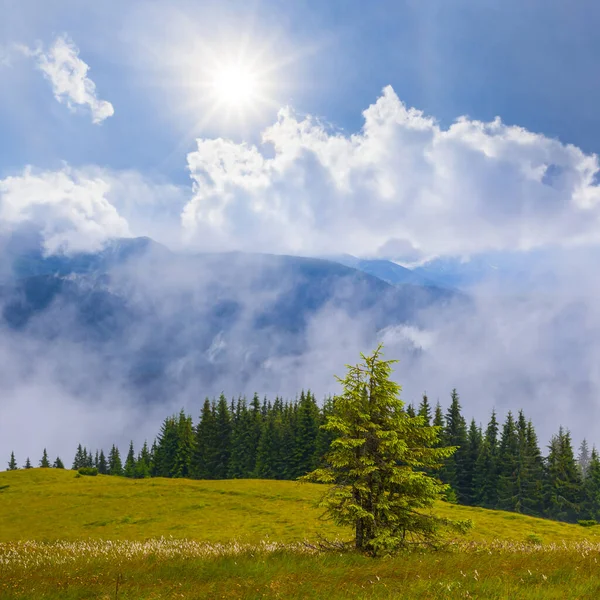 Sola Crescita Abete Pascolo Verde Montagna Nebbia Dense Nuvole — Foto Stock