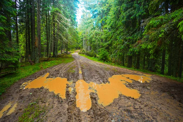 Dirty Road Fir Tree Forest — Stock Photo, Image