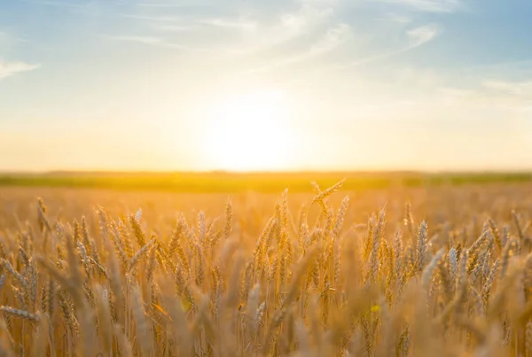 日落时广阔的夏小麦田 农场的农业景象 — 图库照片