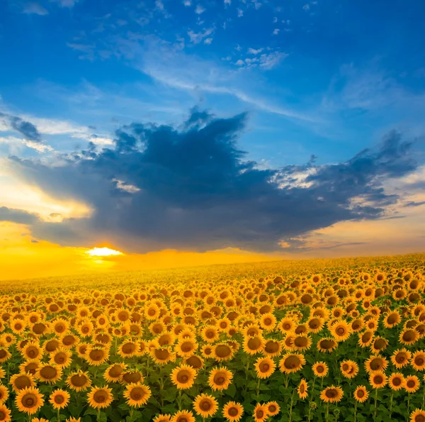 Golden Sunflower Field Dramatic Sunset Natural Agricultural Background — Stock Photo, Image