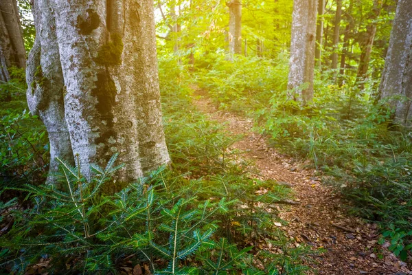 Small Ground Road Forest Glade — Stock Photo, Image