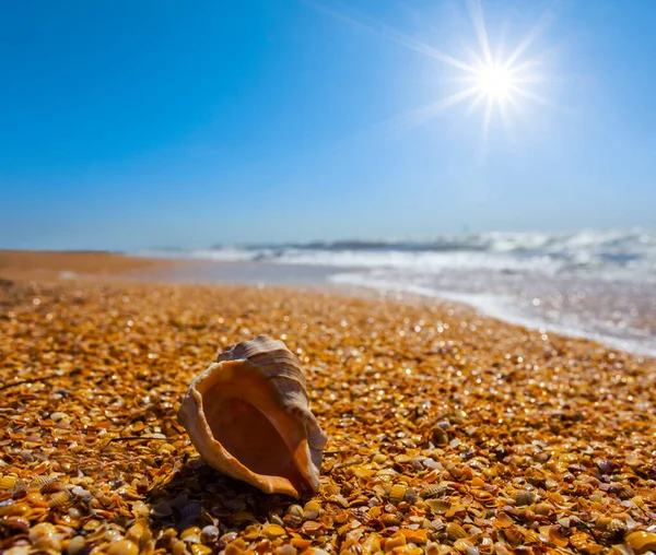 Empty Marine Shell Sandy Sea Beach Sunny Day Summer Sea — Stock Photo, Image