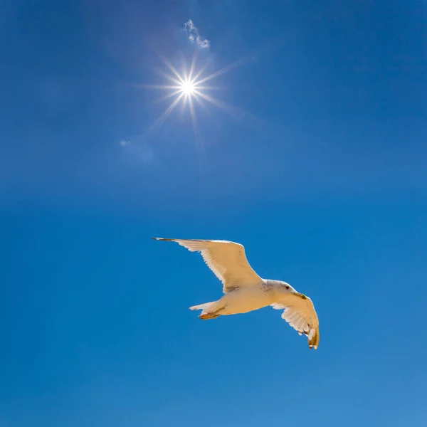 Gabbiano Volare Sul Cielo Blu Sotto Sole Scintillante Sfondo Animale — Foto Stock