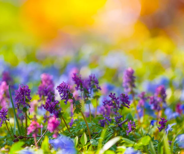 Closeup Spring Flowers Forest Glade Beautiful Natural Background — Stock Photo, Image