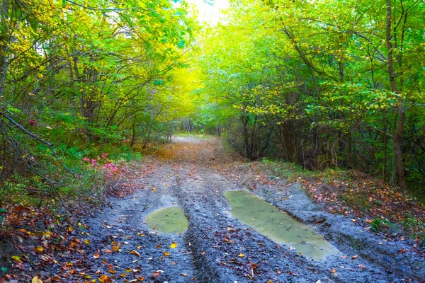 Sonbahar Ormanlarında Birikintisi Olan Kirli Toprak Yolu — Stok fotoğraf