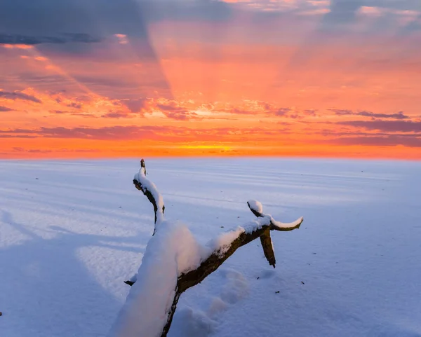 Крупним Планом Дерев Яна Стовбур Лежить Снігу Заході Сонця — стокове фото