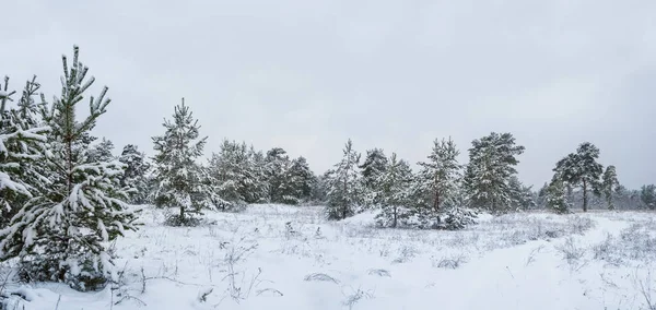 Forêt Pins Dans Neige Hiver Forêt Enneigée Scène — Photo