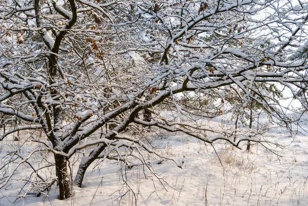 Inverno Foresta Radura Nella Neve Scena Naturale Stagionale — Foto Stock