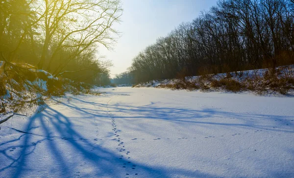 Kış ormanı güneş ışığında açıklık, mevsimsel doğal arka plan