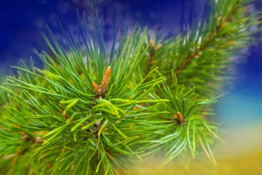 closeup pine tree branch on blue sky background, abstract stylized natural background
