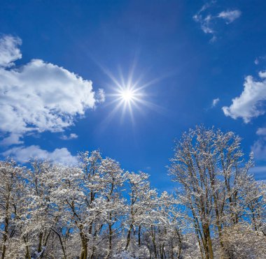 closeup winter tree in snow under a sparkle sun, winter natural background
