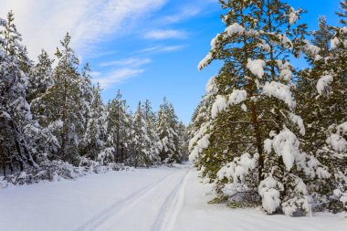 road through the pine tree forest in snow at the bright day, natural seasonal outdoor scene