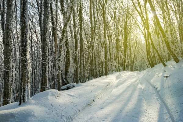 晴れた日には雪に覆われた山の斜面に冬の森 — ストック写真