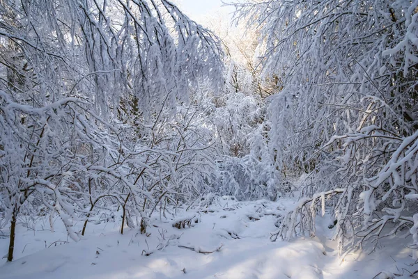 Closeup Forest Snow Bright Sunny Day Beautiful Seasonal Background — Zdjęcie stockowe