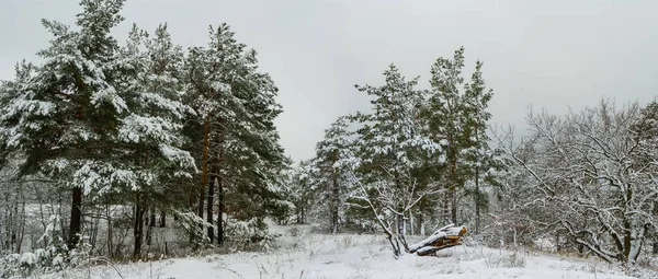 Winter Snowbound Pine Forest Misty Day Seasonal Panoramic Scene — 图库照片