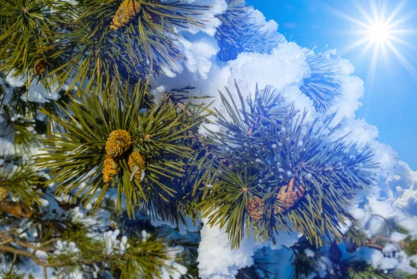 Closeup Pine Tree Branch Cones Light Sparkle Sun — Zdjęcie stockowe