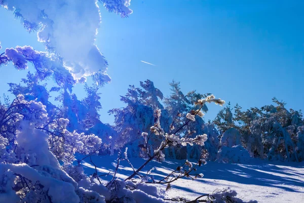 Closeup Χειμώνα Χιονισμένο Δάσος Ξέφωτο Υπό Φως Του Ήλιου Στυλιζαρισμένο — Φωτογραφία Αρχείου