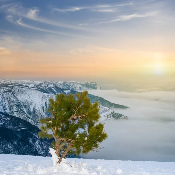 冬の雪に覆われた松林が夕日の濃い雲の上に — ストック写真