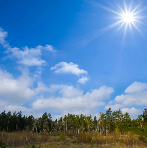 Forest Glade Sparkle Sun — Stok fotoğraf