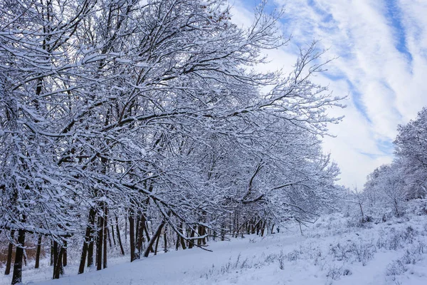 Vinter Insnöad Skog Ljusa Dagen — Stockfoto