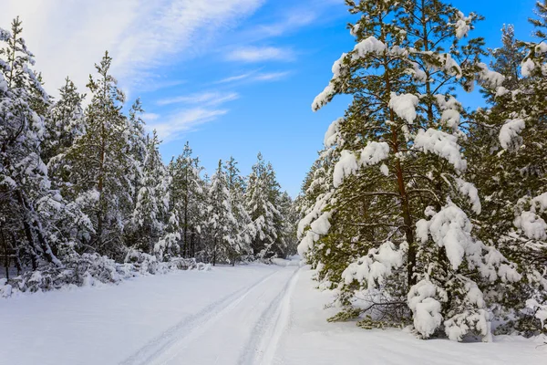 Road Pine Tree Forest Snow Bright Day Natural Seasonal Outdoor — Fotografia de Stock