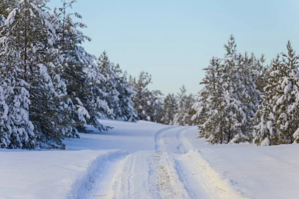 Road Pine Tree Forest Snow Bright Day Natural Seasonal Outdoor — Foto Stock