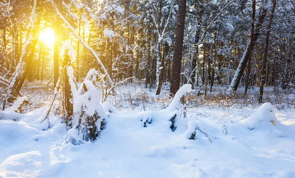 Winter Snowbound Forest Glade Light Sparkle Sun — ストック写真