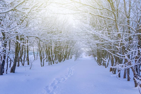 Zimowy Las Śniegu Słoneczny Dzień — Zdjęcie stockowe