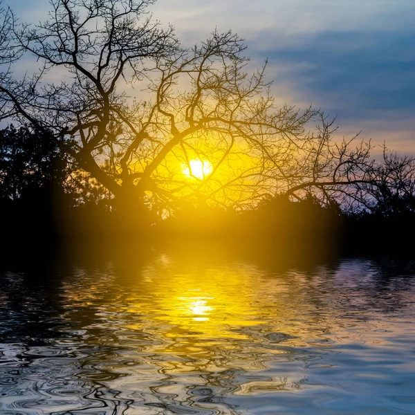 Silhueta Árvore Sozinho Pôr Sol Refletida Água — Fotografia de Stock