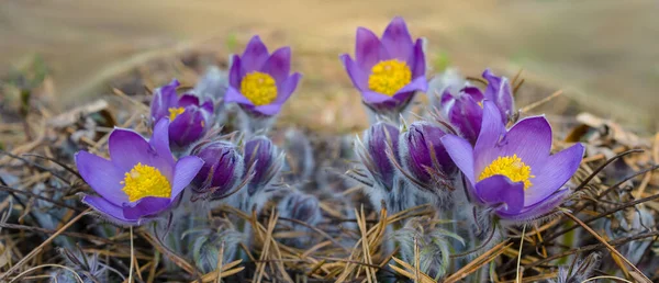 Nahaufnahme Violette Wildblumen Gras Schöner Natürlicher Hintergrund — Stockfoto