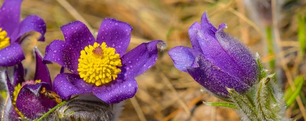 草の中の紫色の野生の花を閉じ 美しい自然背景 — ストック写真