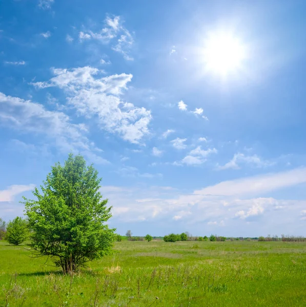 Árbol Solo Entre Pradera Verde Bajo Sol Brillante Escena Natural — Foto de Stock