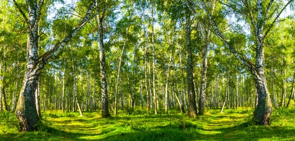 Beautiful Green Birch Park Landscape Seasonal Outdoor Scene — Stock Photo, Image