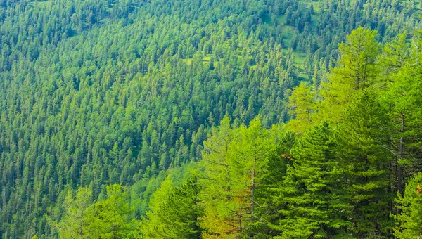 Bosco Abeti Verdi Sul Pendio Del Monte Sfondo Naturale Colorato — Foto Stock