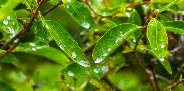 Closeup Green Plant Water Drop Natural Plant Background — Stock Photo, Image