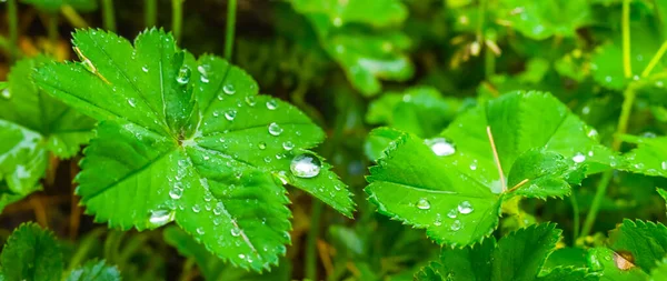 Zbliżenie Zielona Roślina Kroplą Wody Naturalne Tło Roślinne — Zdjęcie stockowe